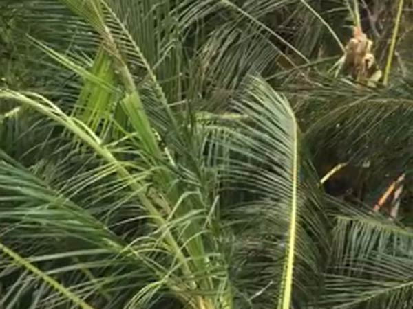 விவசாயியின் வலிகள் 