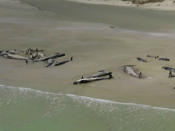 எத்தனை இறந்தது 