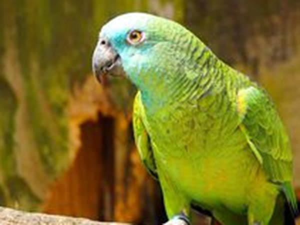 அது என் கிளி 