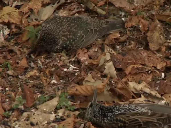 வீழ்ந்த பறவைகள் வீழ்ந்த பறவைகள்