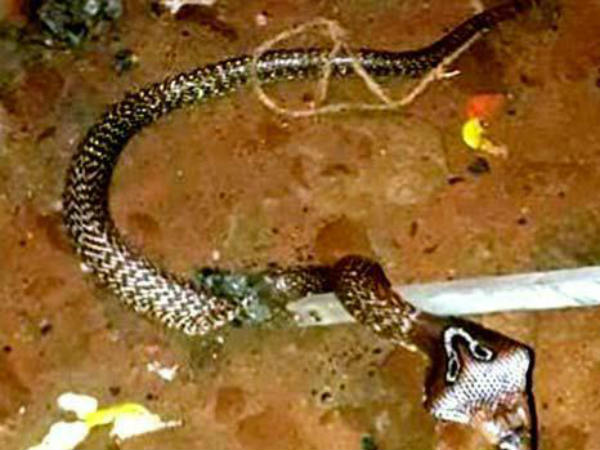 டைரியை புரட்டினார் டைரியை புரட்டினார்