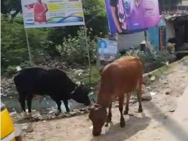 வேன், மாடு பறிமுதல் 