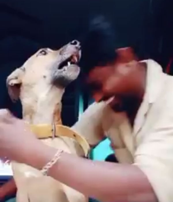  முறைத்து குரைக்கிறது 