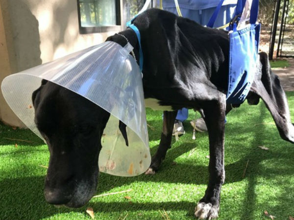 தீவிர சிகிச்சை 