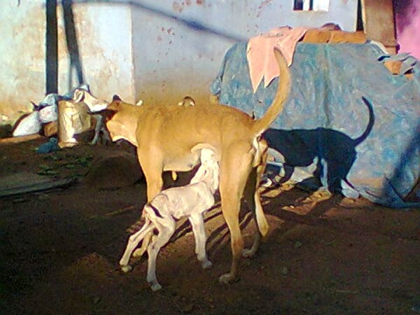 கிராம மக்கள் வியப்பு 