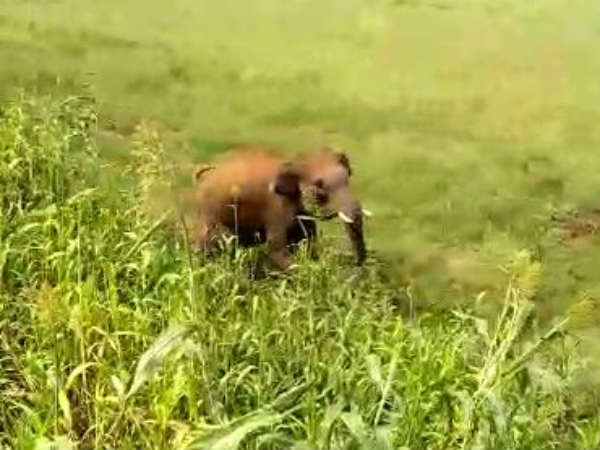 கும்கி வரப்போகுது 