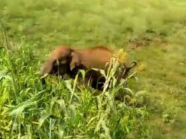 ஆக்ரோஷத்தில் யானை 