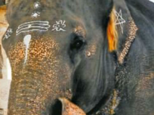 தீவிர சிகிச்சை 