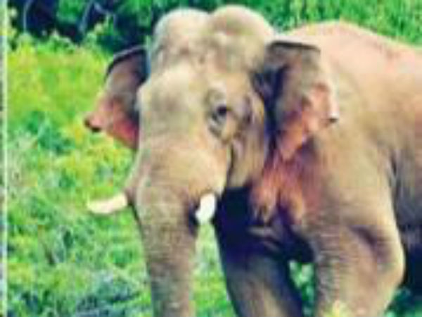 ஜாலியாக சுற்றுகிறது 