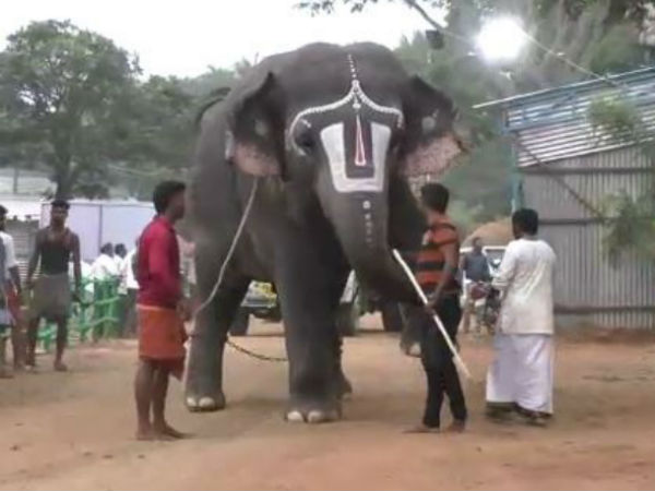 29 யானைகள் 