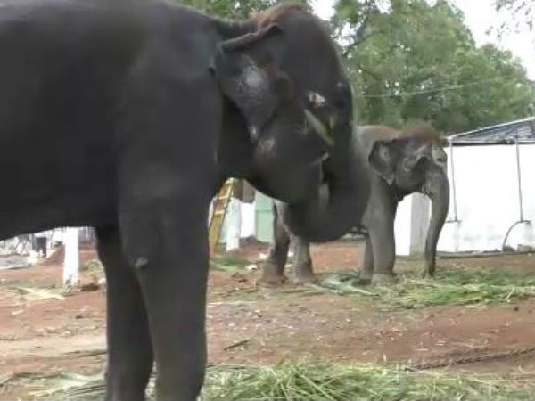 சீரியல் லைட்டுகள் 