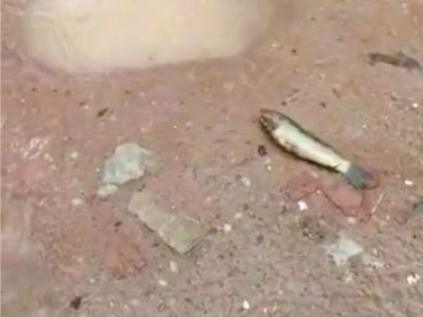 மீன்கள் வரவில்லை 