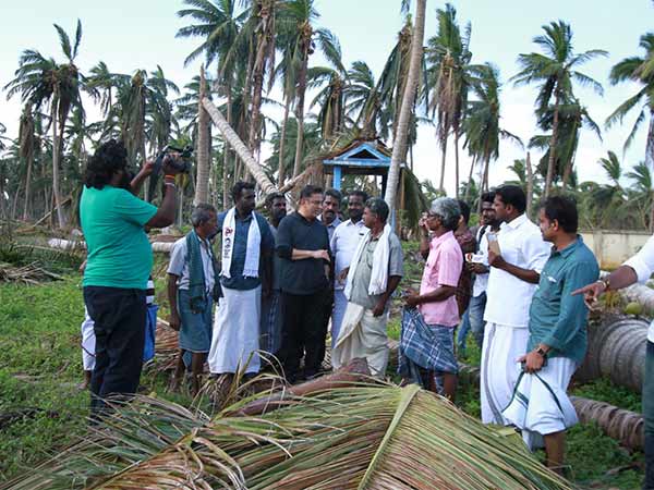 வேரோடு சாய்ந்த மரங்கள் 