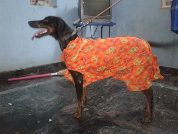 நாய்க்கு ஆரத்தி 