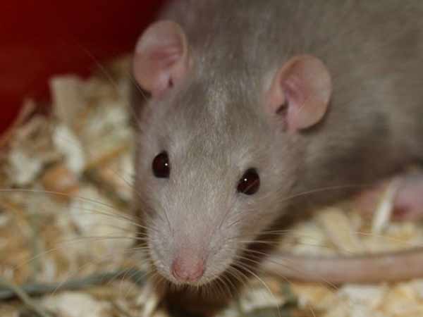 புதிதல்ல: புதிதல்ல: