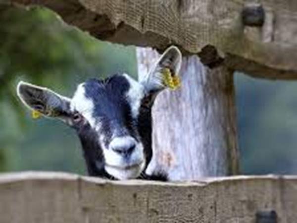  தப்பி ஓட்டம்