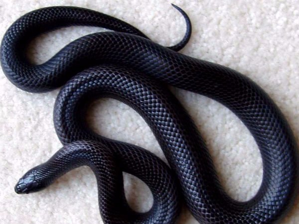 கருப்பு கலர் கருப்பு கலர்