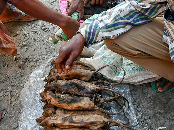 மூங்கில் எலி பிடிப்பான்: மூங்கில் எலி பிடிப்பான்: