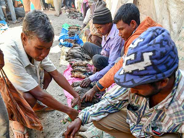 எலிக்கறி விற்பனை: எலிக்கறி விற்பனை: