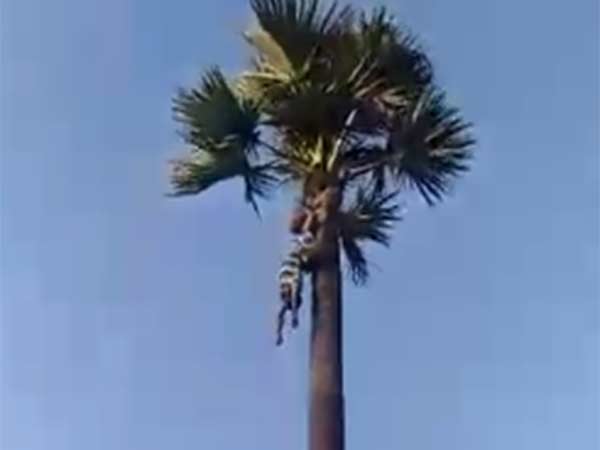 பெரிய ஏணி இல்லை 