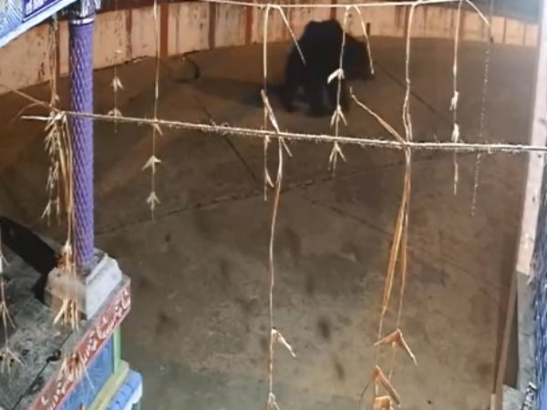 ஏப்பம் விட்ட கரடி 