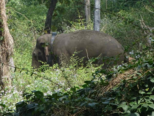 புதருக்குள் வீசினார் 