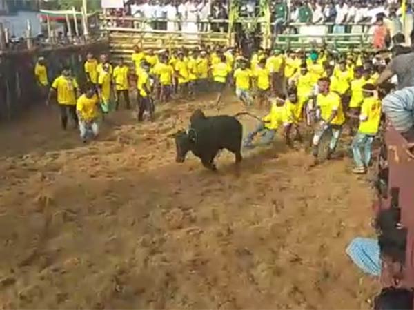 Insurance given to bull tamers in Avaniyapuram Jallikattu 