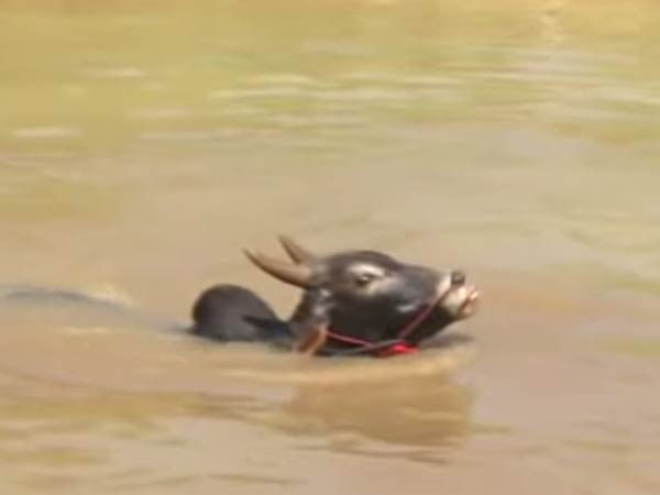 கொசுக்கடிப்புக்கு பேன் 