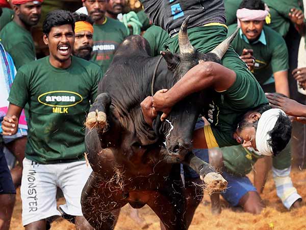 636 காளைகள் 