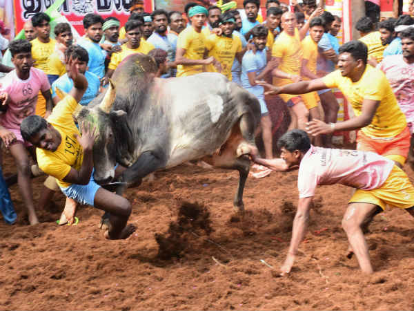 ஜல்லிக்கட்டு 