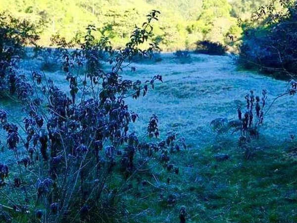 ஏலக்காய் செடிகள் 