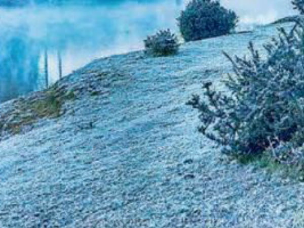 கருகிய செடிகள் 