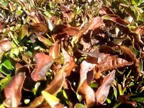 கால்நடைகள் 