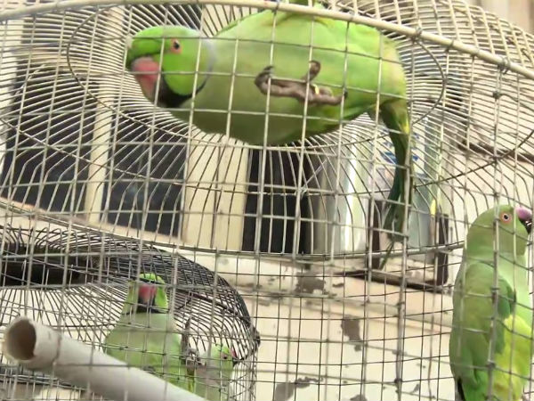 தொல்லையாப் போச்சே