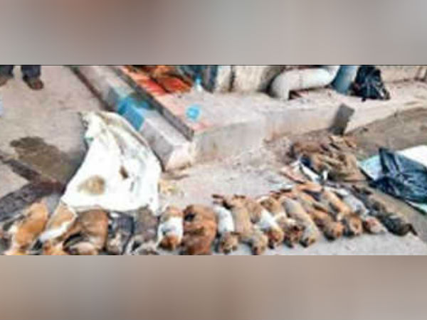 பிஸ்கட்டில் விஷம் பிஸ்கட்டில் விஷம்