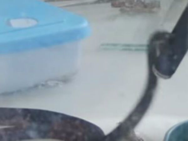 விஷமற்ற பாம்பு: