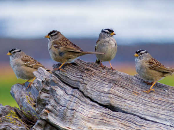 வீட்ல கூடு இருக்கா? 