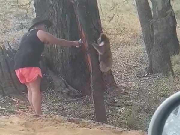 தாகத்தில் கரடி 