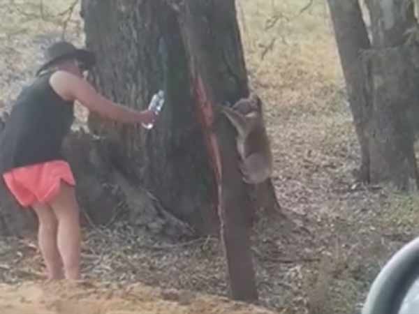 சாதுவானது 