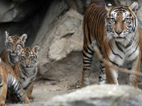 உடற்கூறு பரிசோதனை 