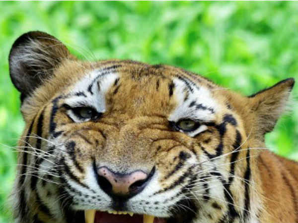 உணவுகள் தரப்பட்டன 