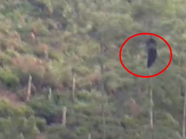 கூடுகள் 