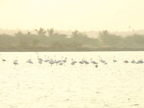 birds population census is taking in kanyakumari