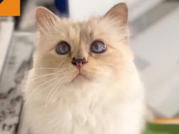 Worlds richest cat in Paris