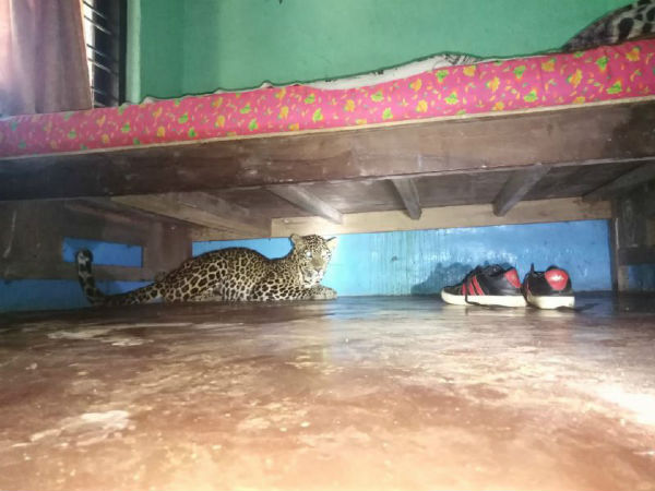 கட்டிலுக்கு அடியில் சிறுத்தை 