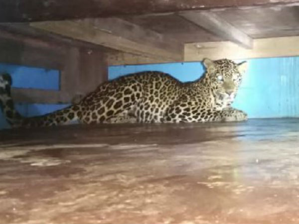 2 வயது சிறுத்தை 