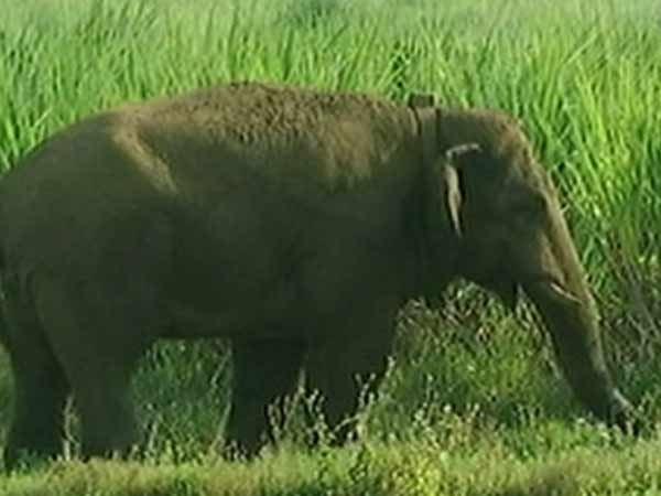 வனத்துறை அலர்ட் 