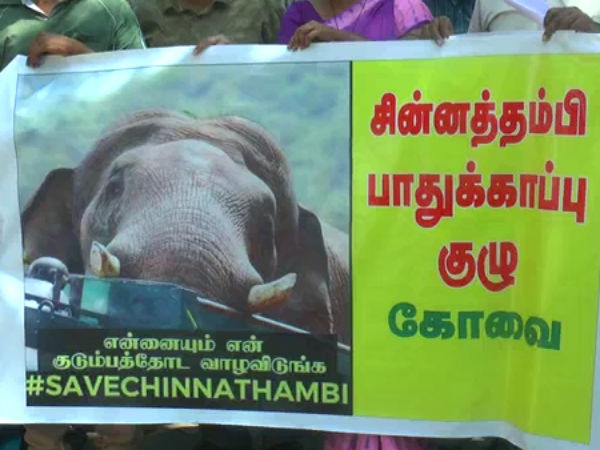 சாதுவான யானை 