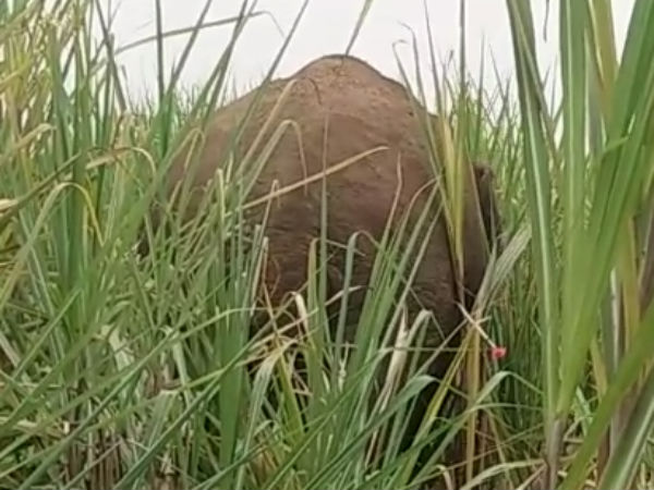 இன்றே பிடிபடும் 