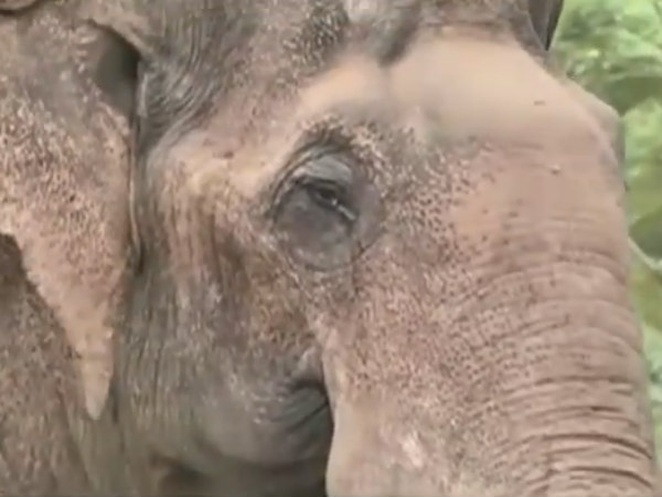 வரகளியாறு 